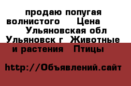 продаю попугая волнистого . › Цена ­ 1 500 - Ульяновская обл., Ульяновск г. Животные и растения » Птицы   